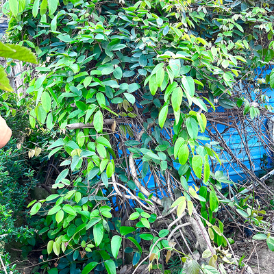 紫花禾雀花油麻藤常绿爬藤植物庭院花廊花架遮阳山体墙面绿化