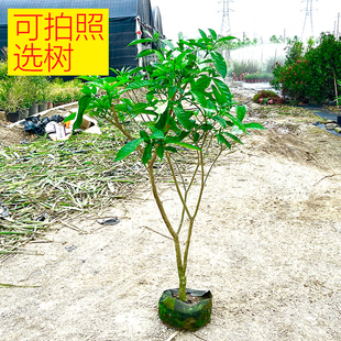水晶茉莉狗牙花盆栽老桩庭院地栽绿植花卉丁香茉莉花园阳台花期长