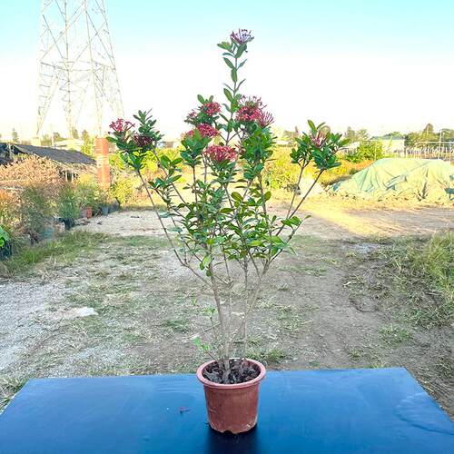 小叶龙船花花卉庭院客厅四季开花