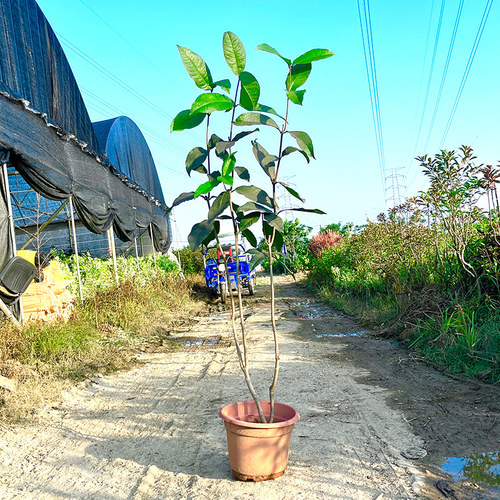 许愿藤泰国大叶蓝花藤庭院阳台