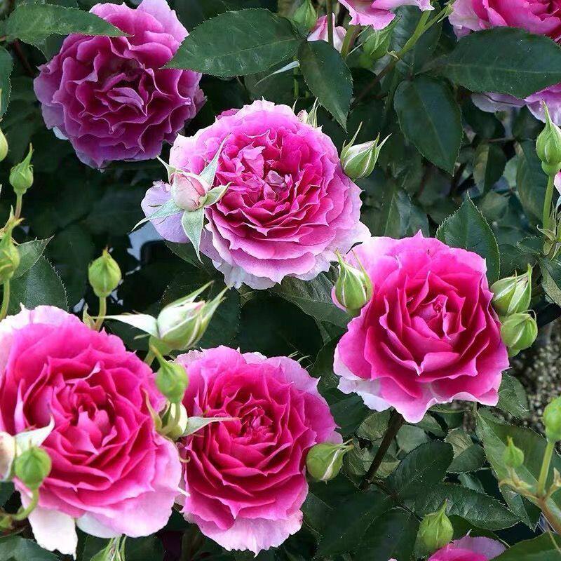 天方夜谭浓香型月季大花多头品种阳台庭院花卉植物