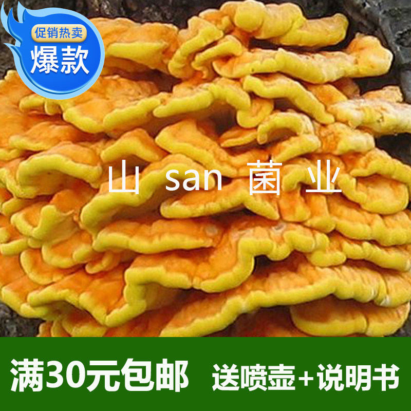 新款鸡冠菌菌种菌包菌棒蘑菇棒全店买满30元包邮多肉植物蘑菇菌种