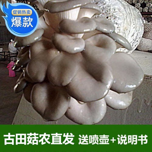 姬菇菌包食用菌棒子家庭菌菇蘑菇种植包菌棒子古田菇农直发说明