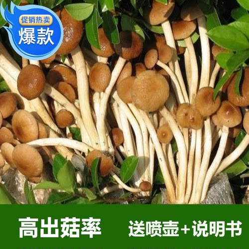 新款茶树菇小号菌种种植植物阳台