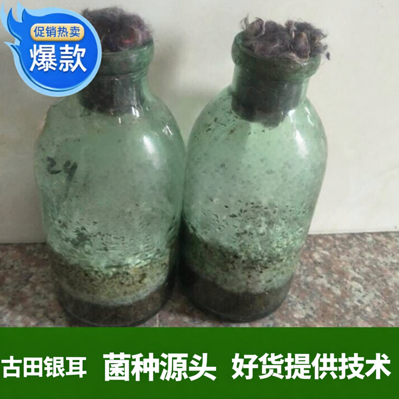 椴木白色其他种古田食用菌白木耳原种栽培种香灰银耳菌种2瓶包邮