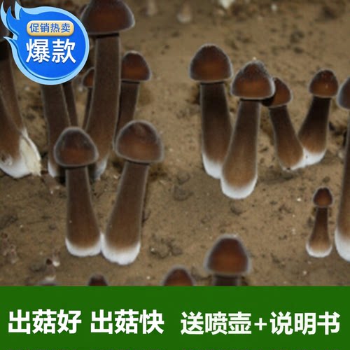 褐色其他古田小号食用菌