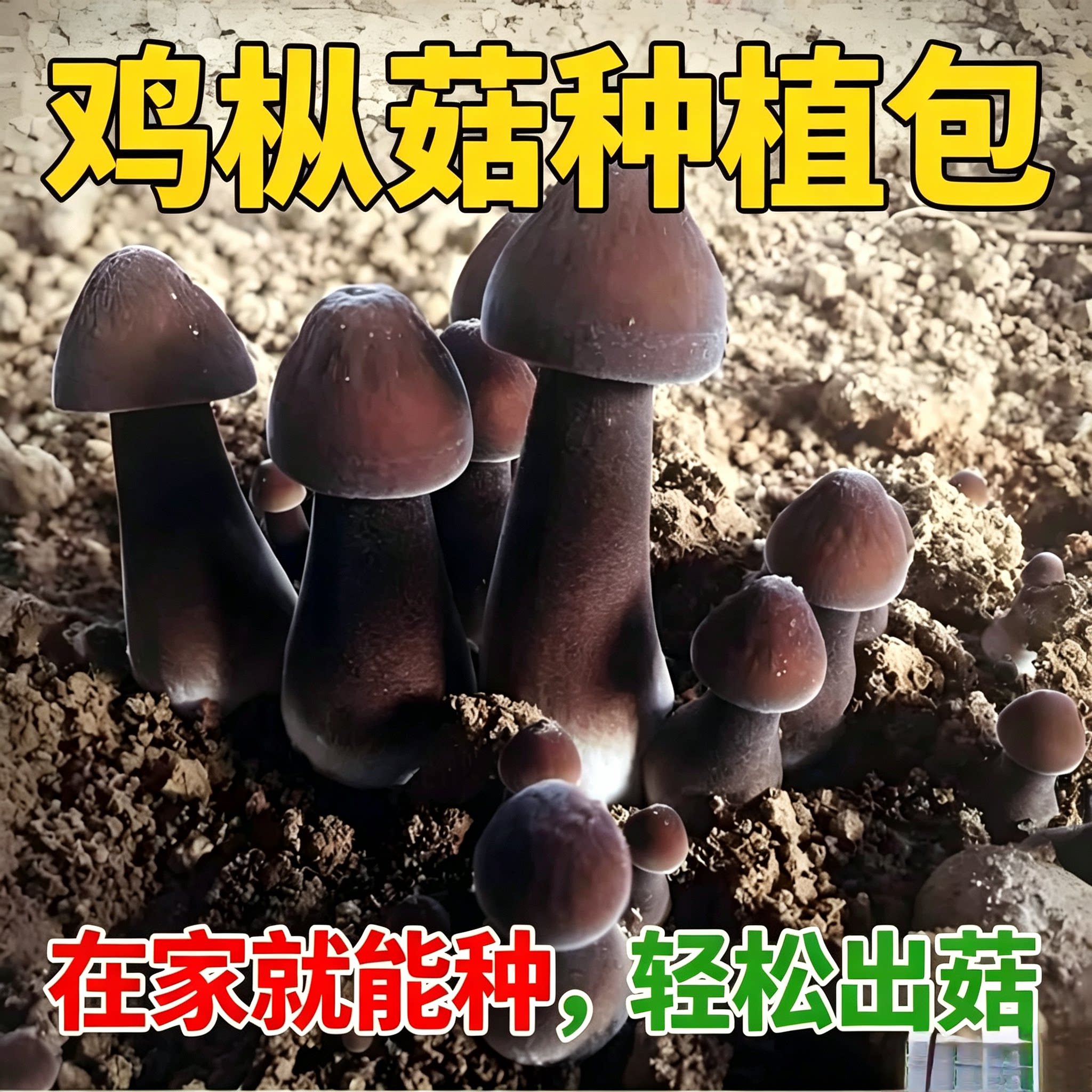 新款古田食用三级生产中号菌种图片