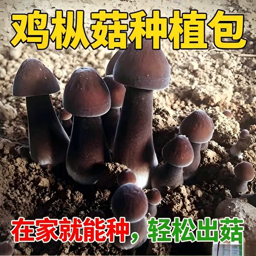 新款古田食用三级生产中号菌种