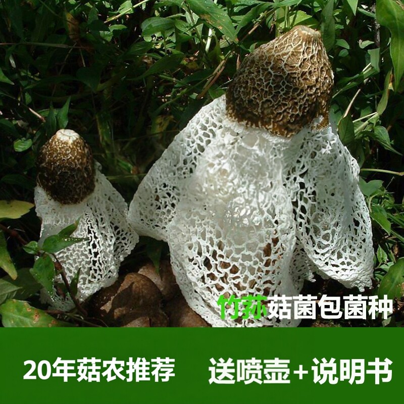 菇新款蘑菇种植包竹荪菌菇种三级种栽培种生产种免费提供农技指导