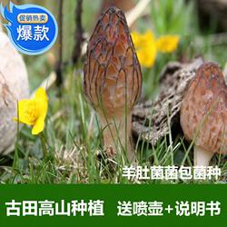 蘑菇褐色食用菌蘑菇瓶装古田羊肚菌菇种家庭室外种植免费提供指导