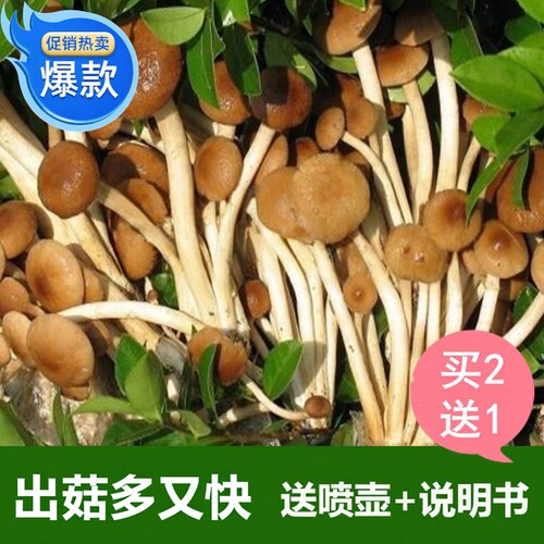 买二送一厂家直销新款菇率食用菌