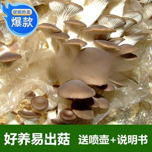 家养浅灰色其他菌棒蘑菇种植菌菇食用菌秀珍菇其他菌包好养送喷壶