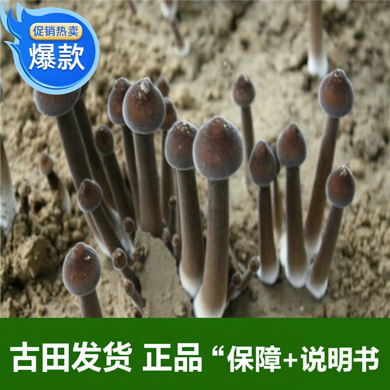 新款长根菇古田食用菌菇蘑菇棒 鸡枞菌包三级种栽培种生产种中号