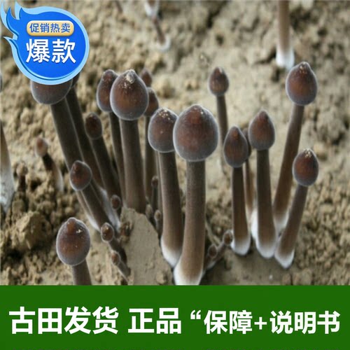新款古田食用三级生产中号菌种