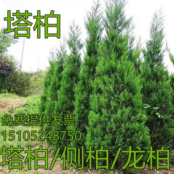 塔柏 松柏树苗 蜀桧 墓地松 圆柏 侧柏扁柏 松柏洒金柏龙柏松树苗图片