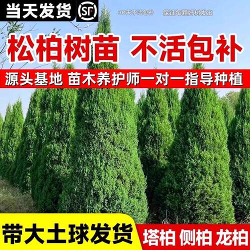 柏树树苗 塔柏 扁柏松柏侧柏树苗圆柏松树宝塔松龙柏苗绿化四季青