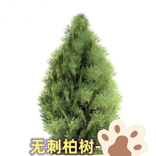 精品无刺柏树苗盆栽墓地清明种植松柏蜀桧四季常青好养活现挖土球