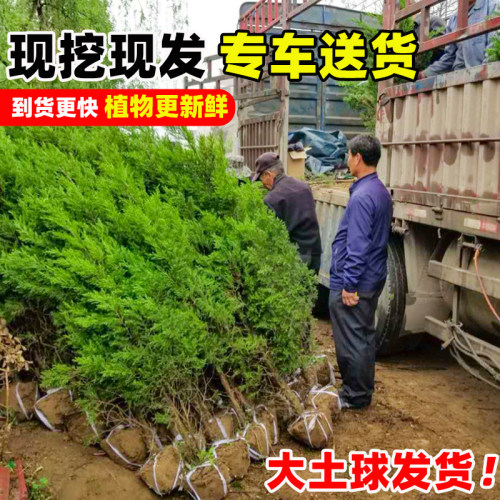 柏树树苗塔柏侧柏龙柏庭院行道风景大树园林工程绿化乔木四季常青