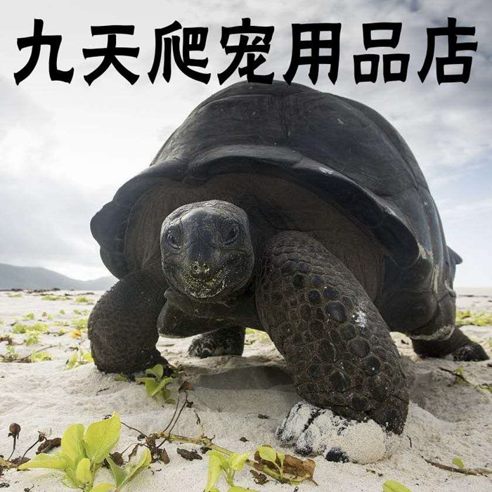 九天爬宠用品店邮费补差价/差多少元拍多少个/优惠券红包不可使用