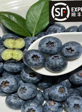 四川大凉山高山蓝莓L25鲜果当季孕妇水果现摘现发露天蓝莓非云南