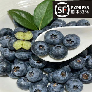 四川大凉山高山蓝莓L25鲜果当季 孕妇水果现摘现发露天蓝莓非云南