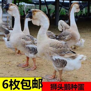 纯种汕头白灰狮头鹅四季鹅种蛋受精蛋可孵化新鲜三花朗德鹅宠物鸡