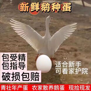 新鲜白羽大型鹅蛋大三花五龙口种蛋受精蛋可人工孵化鹅苗的受精蛋