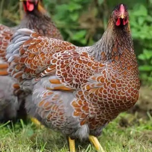 怀特鸡种蛋鱼鳞鸡种蛋受精卵鸡蛋观赏可孵化怀恩鸡受精蛋怀恩多特