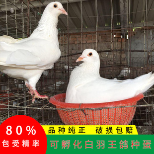 白羽王鸽子受精蛋可以孵化鸽子的种蛋银王鸽蛋信鸽蛋肉鸽受精蛋