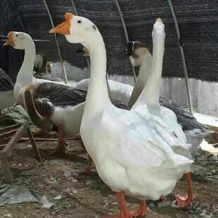 正宗三花鹅种蛋鹅蛋受精蛋可孵化种蛋鹅蛋受精种蛋12枚装高受精率