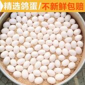 现捡现发精选白信鸽信鸽五谷杂粮正宗新鲜鸽子蛋精品20枚土鸽