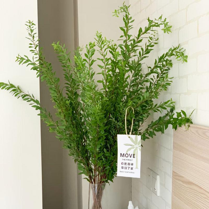 雪柳叶鲜切枝云南基地直发室内水培植物家用插花婚庆花材花艺鲜花