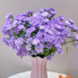 紫苑花鲜花云南基地直发鲜切花孔雀草室内水培家用新鲜插花小菊花