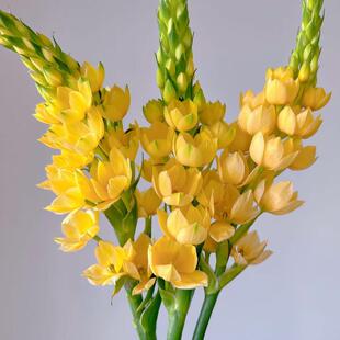 圣心百合鲜花云南基地直发鲜切花办公室内水养新鲜插花节日礼物