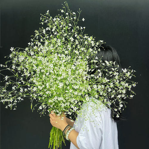 亚布流星鲜花小众高级花材云南