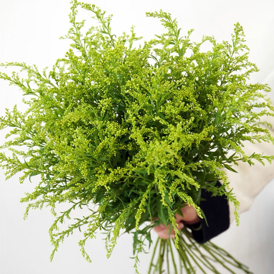 黄莺草配花云南昆明鲜花基地直发黄莺鲜花配草配叶鲜花店玫瑰配花