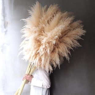 飾插花花藝擺件 蘆葦干花云南基地直發(fā)鮮花大蒲葦花束北歐風(fēng)婚禮裝