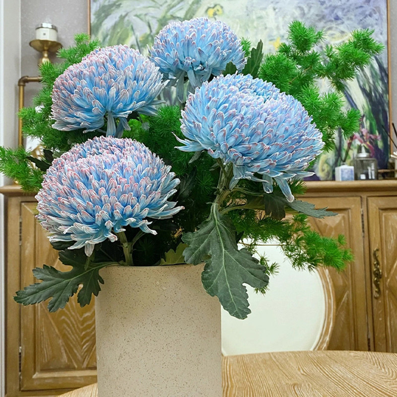 青花瓷牡丹菊鲜花云南基地直发蓝色菊花鲜切花水培家用插花花期长