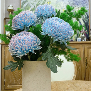 青花瓷牡丹菊鲜花云南基地直发蓝色菊花鲜切花水培家用插花花期长