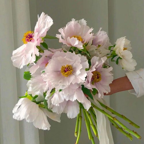 油画牡丹鲜花花束新鲜水培插花