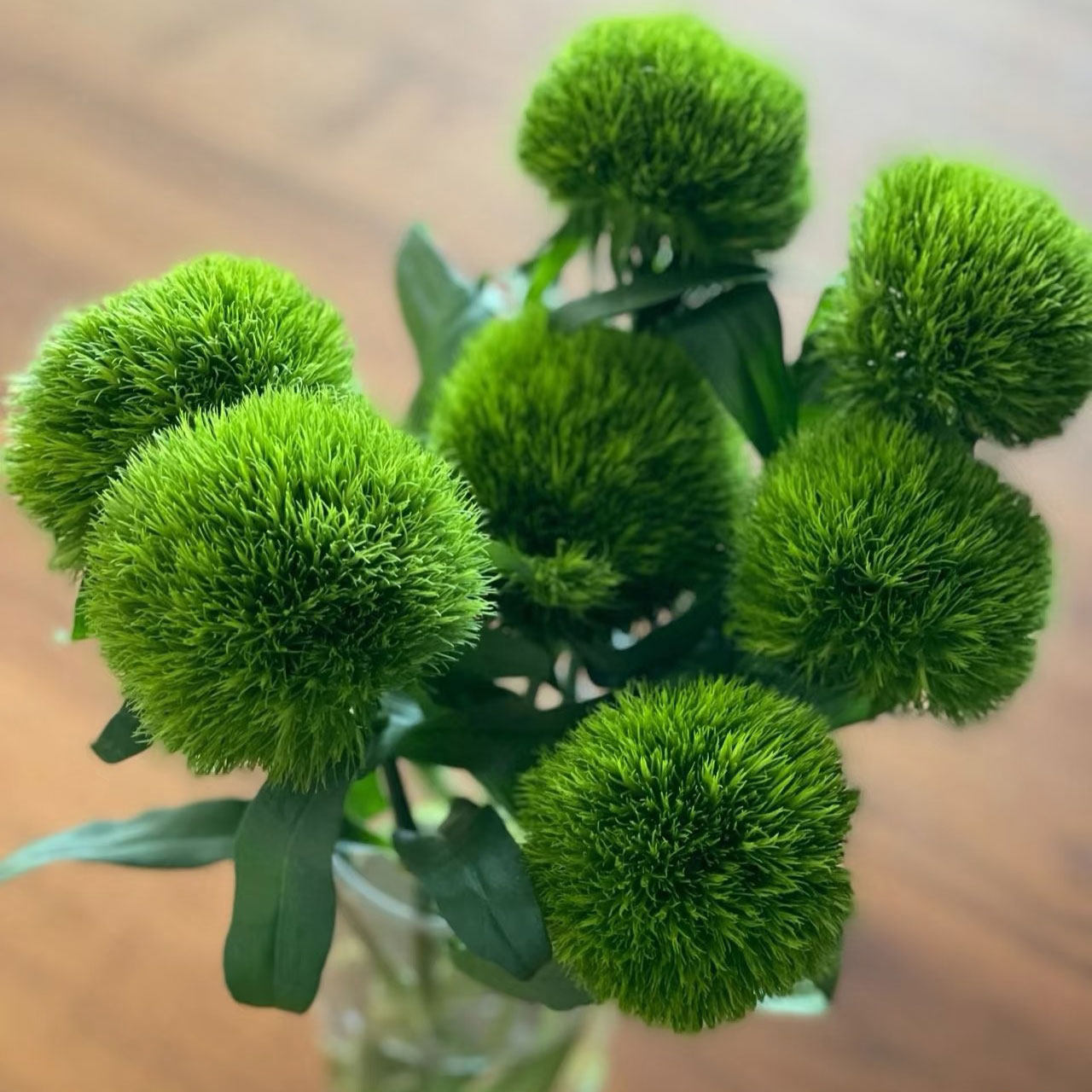 绿石竹鲜花真花清新室内水培插花云南基地直发鲜切花绿毛球配花