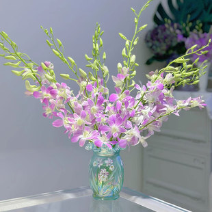 粉色洋兰白色鲜花花束千代兰家用插花室内水培花卉兰花云南直发