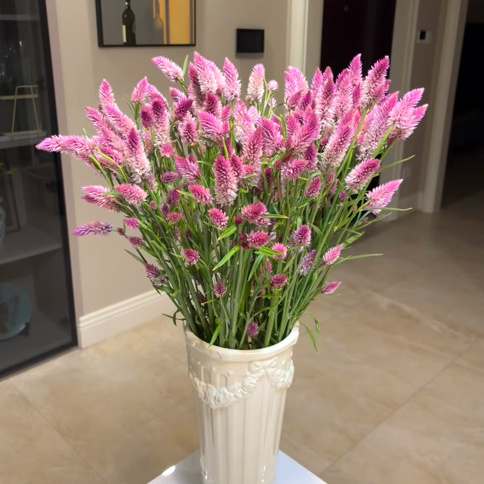 多头粉色凤尾鲜花室内水培植物家用插花云南基地直发可做干花顺丰,鲜花速递/花卉仿真/绿植园艺,花材,淘宝优惠券,粉丝福利购,淘宝优惠卷