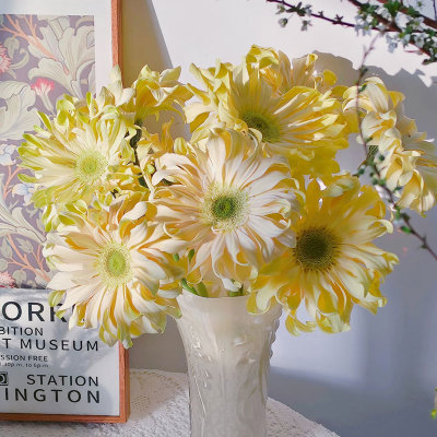 弗朗非洲菊鲜花室内插花水培植物