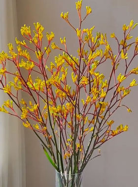 袋鼠爪鲜花水培插花可做干花期长