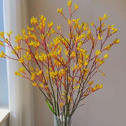 袋鼠爪鲜花室内水培花卉家用插花云南基地直发花期长可做干花顺丰