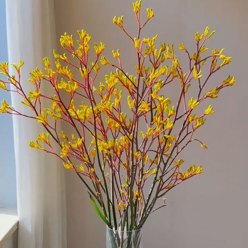 袋鼠爪鲜花水培插花可做干花期长