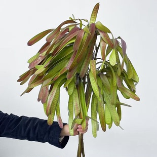 大扁豆鲜切花云南直发水培绿植花材花艺家用插花配花植物鲜切枝条