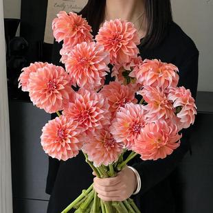 大丽花鲜花云南基地直发室内新鲜水养家用插花奶油桃子鲜切花顺丰