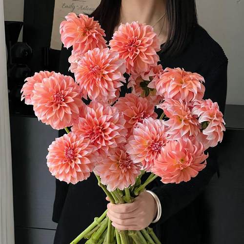大丽花鲜花奶油桃子鲜切花云南
